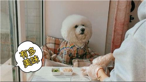 富贵猫变成人了吗视频,富贵猫的神秘变身之旅