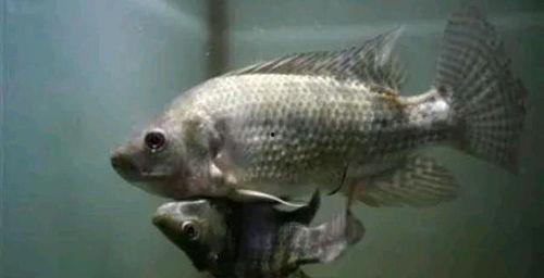 人类突然变异成人鱼了视频,人类变异成人鱼现象揭秘